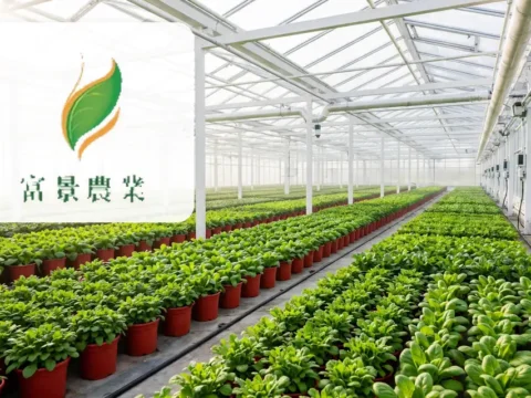 山东省最大的盆栽蔬菜农产品生产商：富景中国控股 Fujing Holdings Co., Limited(2497)